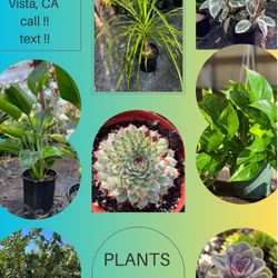 Plants!! Trees!! Cactus!!