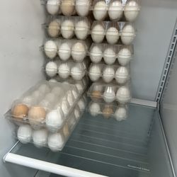 Organic Eggs