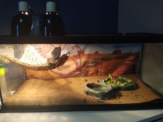 Reptile Tank