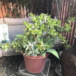 2large Beautiful Succulent Pots 