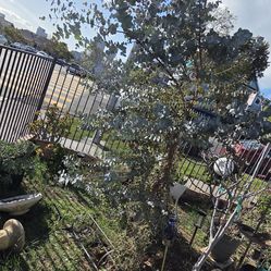 Free Eucalyptus tree