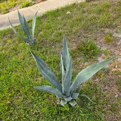 Blue Agave