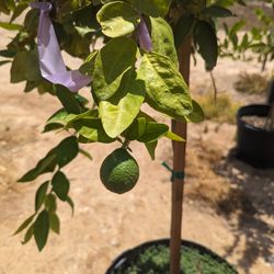 $275 Citrus Trees 25gal Pot