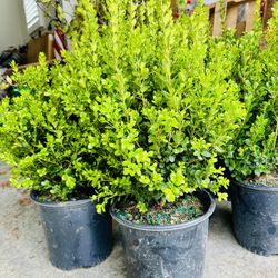 Wintergreen Boxwood: 3G 