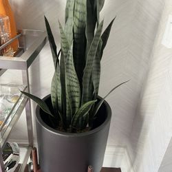 Luxury Fake Plant