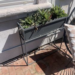 CB2 Planter With Succulents 