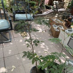 Planta De Guaje