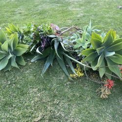 AGAVES And Aeoniums🪴