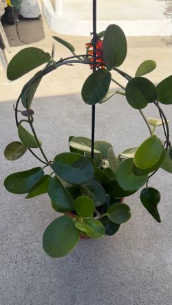 Hoya carnosa Australis