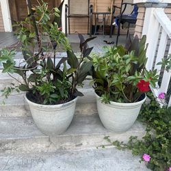 2 Large Outdoor Plants