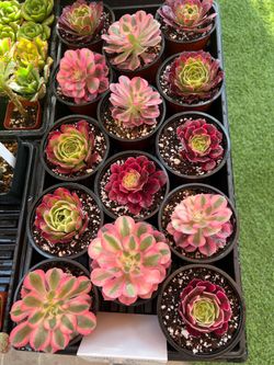🍁🪴Colorful Succulents, Rooted And Established!