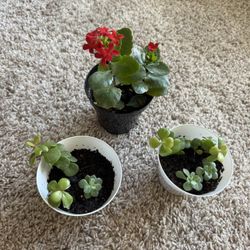 Indoor Plants ( Kalanchue, Succulent)
