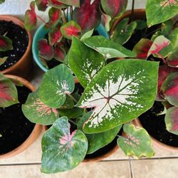 Plants For Sale Caladium  20 Each 