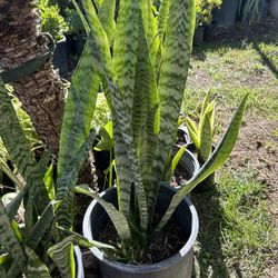 Snake  Plant 