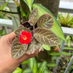 3” Espicia Starter Plant