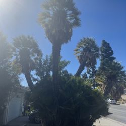 Palm Trees Make An Offer