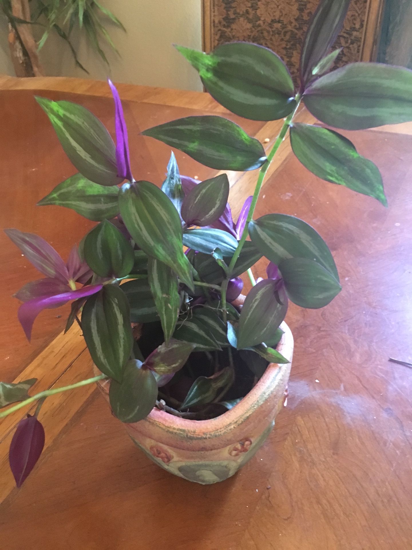 Wandering Jew for Baskets