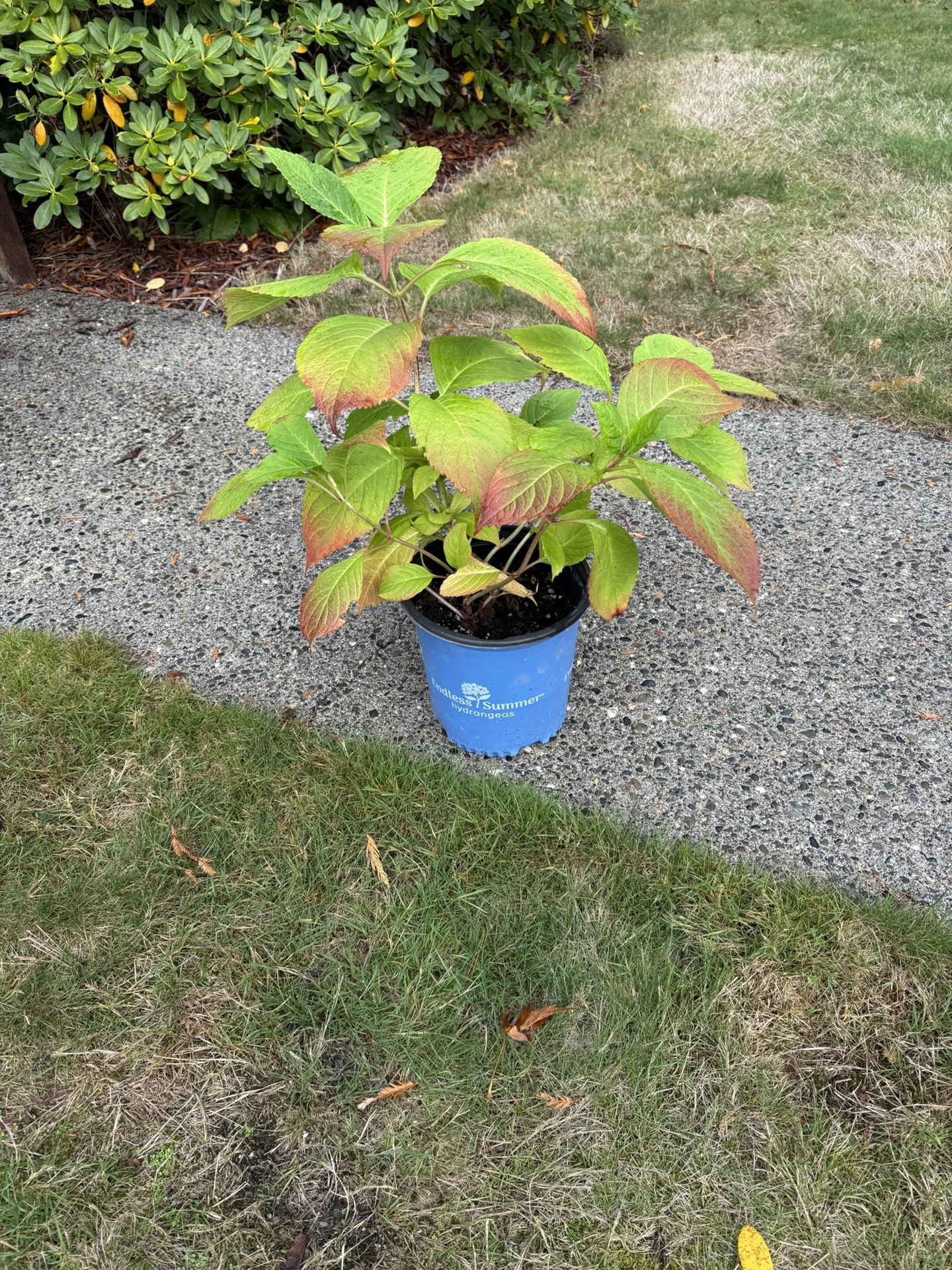 Hydrangea In 2 Gallon Pot
