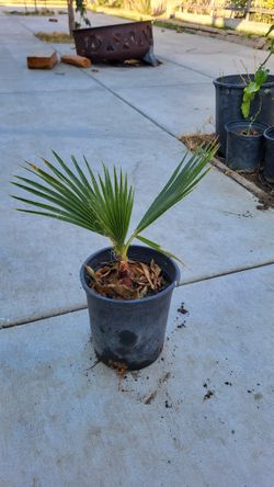 Fan Palm Plant