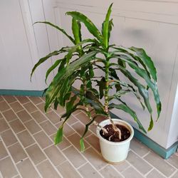 nice live green plant in nice porcelain pot