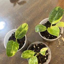 Green Congo Nuclear Philodendron