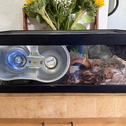 Reptile set up