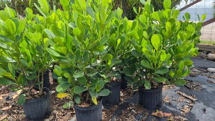 Clusias Plants About 4 feet Tall. Instant privacy