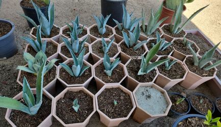 Blue Agave Plants