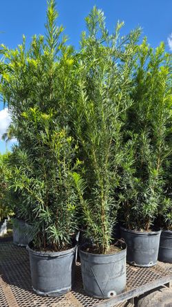 Podocarpus Plants 5 feet Tall. Instant 3