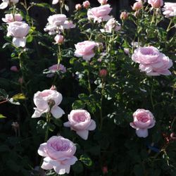 English rose “Queen of Sweden ” 2 gallons live plants