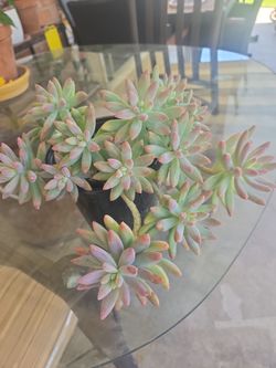 Succulent with red tips on the leafs