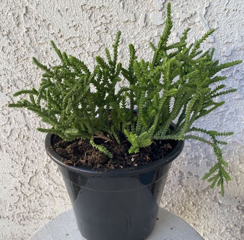 1.5 Gallon Pot Succulent Plant - Crassula Muscosa - Watch Chain - Rooted & Established Plant - Drought Resistant 🪴