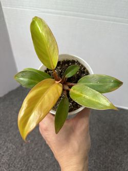 Philodendron Prince Of Orange