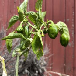 Bell Pepper Plant