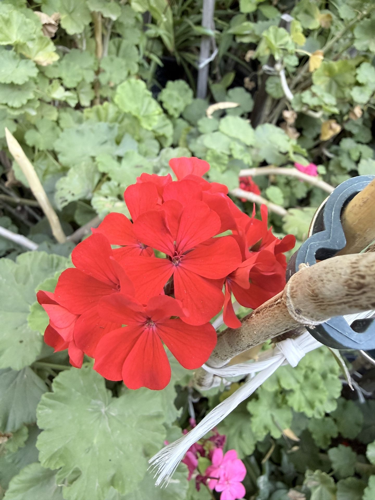 Red Geraniums Flower Plant