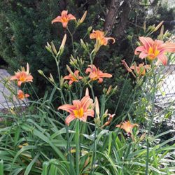 Orange Day-lily