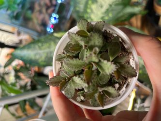 Too small potted plants