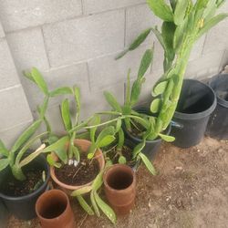 Misc Plants 🪴 nopales Mesquite Aloe Vera