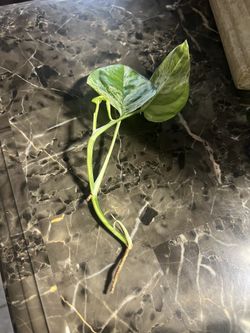 Philodendron Epipremnium Epi Marble Plant