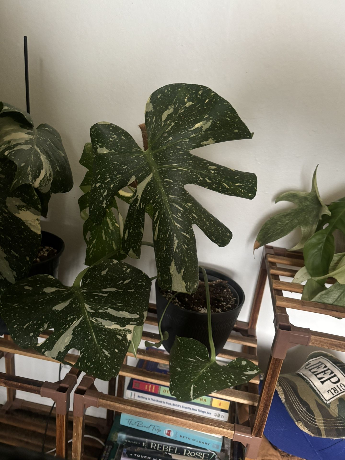 Monstera Constellation Two