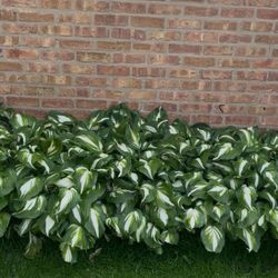 9 Hosta Perennial Plants