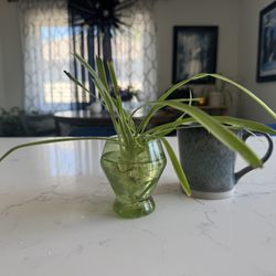 Spider Plant 