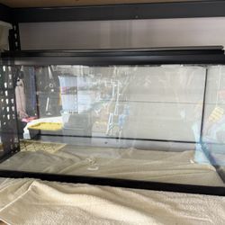 Bearded Dragon, Gecko Aquarium