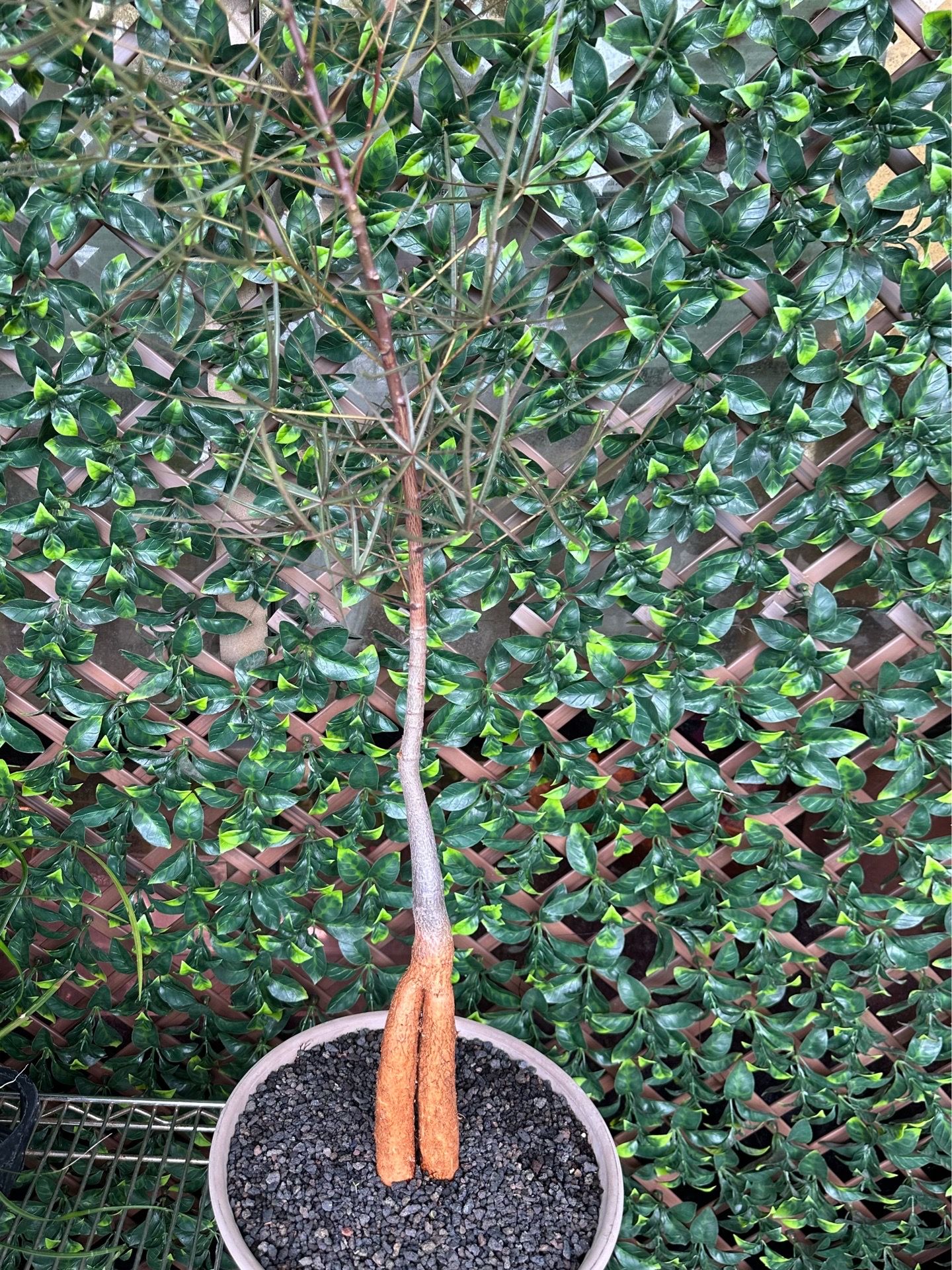 Queensland Bottle Tree Bonsai Plant 2 feet