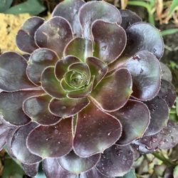 Black Rose Succulent Onsale