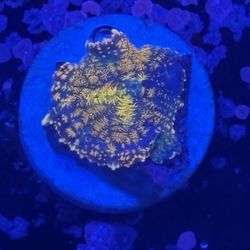 Orange Rhodactis Mushroom Display Decor