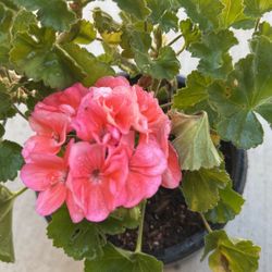 Geranium 
