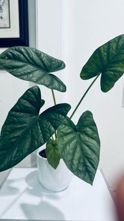 Alocasia Quilted Dreams