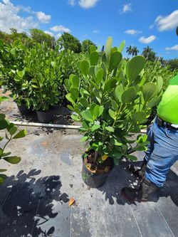clusias podocarpus  Only  instant privacy  Hedge  for fences