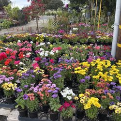 π¨flowering Perennials